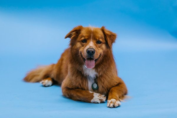 Explore notre sélection d'accessoires canins en ligne !