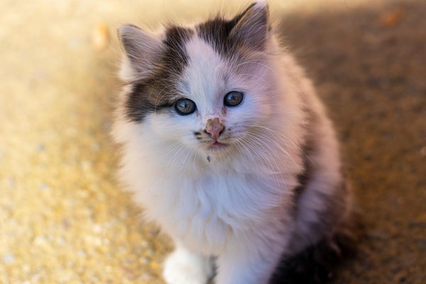 Aquarium sain : 10 conseils essentiels pour les aquariophiles