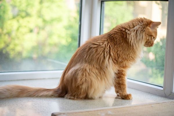 Les problèmes de santé courants chez le Maine Coon