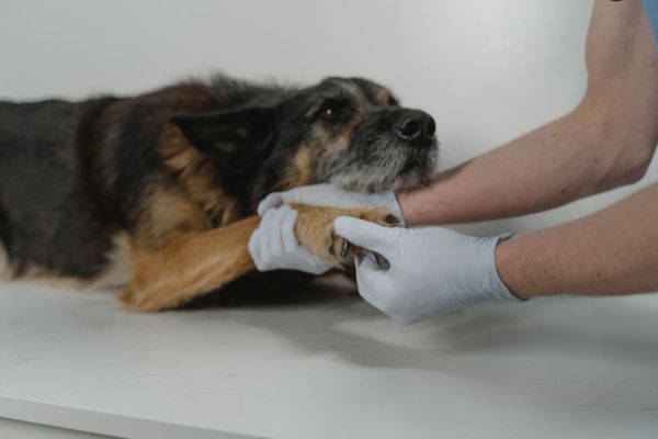 L'hypothyroïdie chez le chien : quels signes d'alarme ?