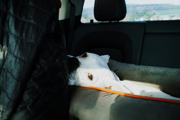 Protection de voiture pour chien : gardez votre intérieur propre !