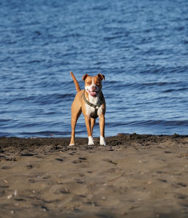 Harnais pour American Staff : guide des meilleurs choix